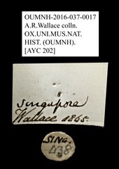 Rutelinae sp. "AYC 202" • All Rights Reserved Museum Label