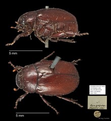 Scarabaeidae sp. "AYC 203" • © Ang Yuchen • All Rights Reserved