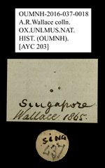 Scarabaeidae sp. "AYC 203" • All Rights Reserved Museum Label