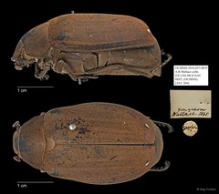 Melolonthinae sp. "AYC 204" • © Ang Yuchen • All Rights Reserved