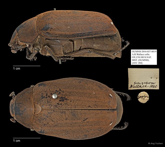 Melolonthinae sp. "AYC 204" • © Ang Yuchen • All Rights Reserved