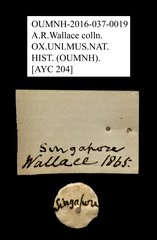 Melolonthinae sp. "AYC 204" • All Rights Reserved Museum Label