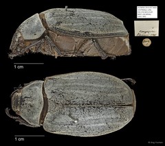 Melolonthinae sp. "AYC 205"