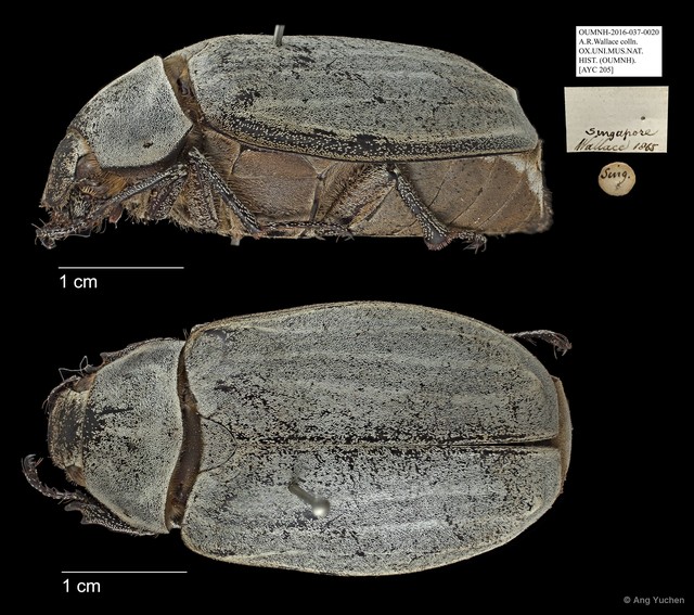 Melolonthinae sp. "AYC 205" • © Ang Yuchen • All Rights Reserved
