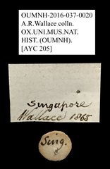 Melolonthinae sp. "AYC 205" • All Rights Reserved Museum Label