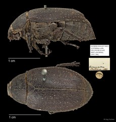 Melolonthinae sp. "AYC 206" • © Ang Yuchen • All Rights Reserved