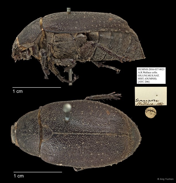 Melolonthinae sp. "AYC 206" • © Ang Yuchen • All Rights Reserved