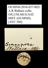 Melolonthinae sp. "AYC 206" • All Rights Reserved Museum Label