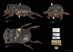 Scarabaeidae sp. "AYC 291" • © Ang Yuchen • All Rights Reserved