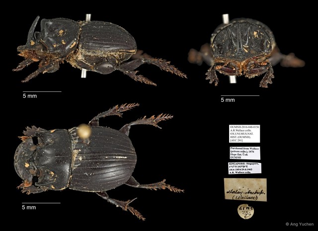 Scarabaeidae sp. "AYC 291" • © Ang Yuchen • All Rights Reserved