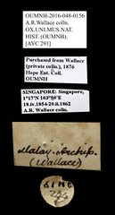 Scarabaeidae sp. "AYC 291" • All Rights Reserved Museum Label