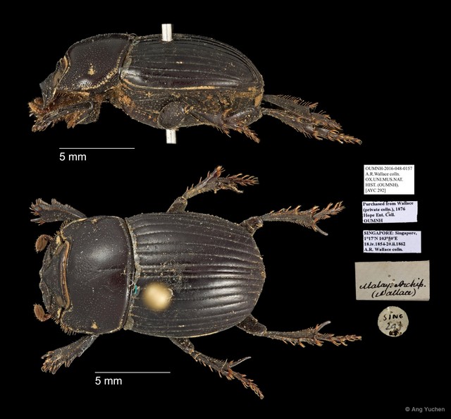 Scarabaeidae sp. "AYC 292" • © Ang Yuchen • All Rights Reserved