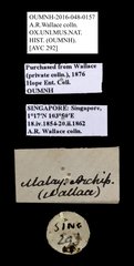 Scarabaeidae sp. "AYC 292" • All Rights Reserved Museum Label