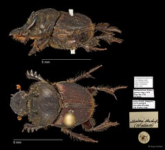 Scarabaeidae sp. "AYC 293" • © Ang Yuchen • All Rights Reserved