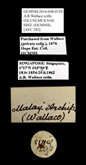 Scarabaeidae sp. "AYC 293" • All Rights Reserved Museum Label