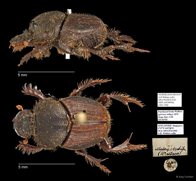 Scarabaeidae sp. "AYC 294" • © Ang Yuchen • All Rights Reserved
