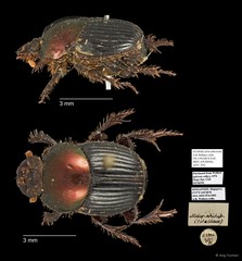 Scarabaeidae sp. "AYC 295" • © Ang Yuchen • All Rights Reserved