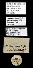 Scarabaeidae sp. "AYC 295" • All Rights Reserved Museum Label