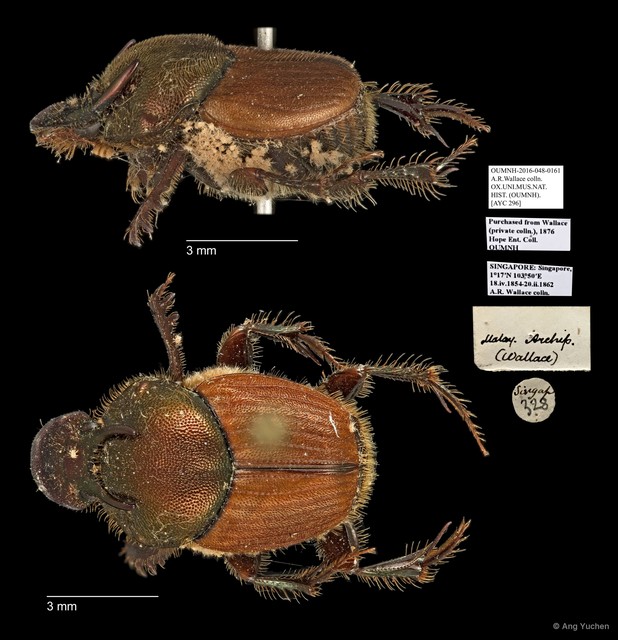 Scarabaeidae sp. "AYC 296" • © Ang Yuchen • All Rights Reserved