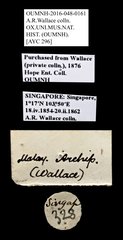 Scarabaeidae sp. "AYC 296" • All Rights Reserved Museum Label