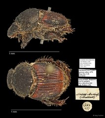 Scarabaeidae sp. "AYC 297" • © Ang Yuchen • All Rights Reserved