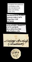 Scarabaeidae sp. "AYC 297" • All Rights Reserved Museum Label