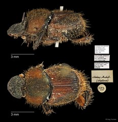 Scarabaeidae sp. "AYC 298" • © Ang Yuchen • All Rights Reserved