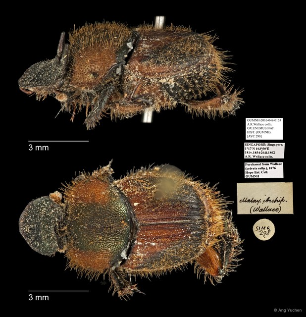 Scarabaeidae sp. "AYC 298" • © Ang Yuchen • All Rights Reserved