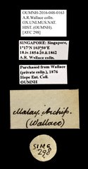 Scarabaeidae sp. "AYC 298" • All Rights Reserved Museum Label