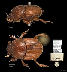 Scarabaeidae sp. "AYC 299" • © Ang Yuchen • All Rights Reserved