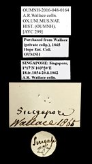 Scarabaeidae sp. "AYC 299" • All Rights Reserved Museum Label