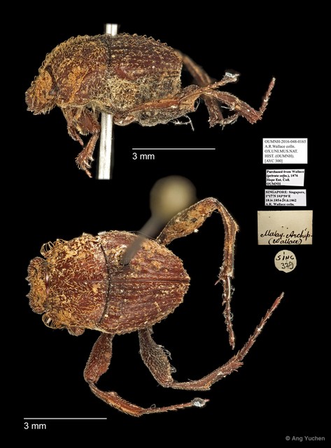 Scarabaeidae sp. "AYC 300" • © Ang Yuchen • All Rights Reserved
