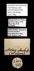 Scarabaeidae sp. "AYC 300" • All Rights Reserved Museum Label