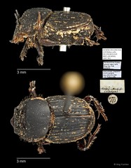 Scarabaeidae sp. "AYC 301" • © Ang Yuchen • All Rights Reserved