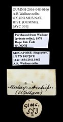Scarabaeidae sp. "AYC 301" • All Rights Reserved Museum Label