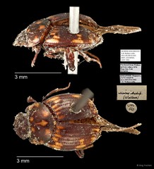 Scarabaeinae sp. "AYC 302" • © Ang Yuchen • All Rights Reserved