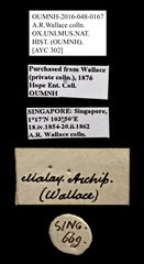 Scarabaeinae sp. "AYC 302" • All Rights Reserved Museum Label