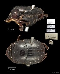 Scarabaeidae sp. "AYC 303" • © Ang Yuchen • All Rights Reserved