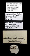Scarabaeidae sp. "AYC 303" • All Rights Reserved Museum Label