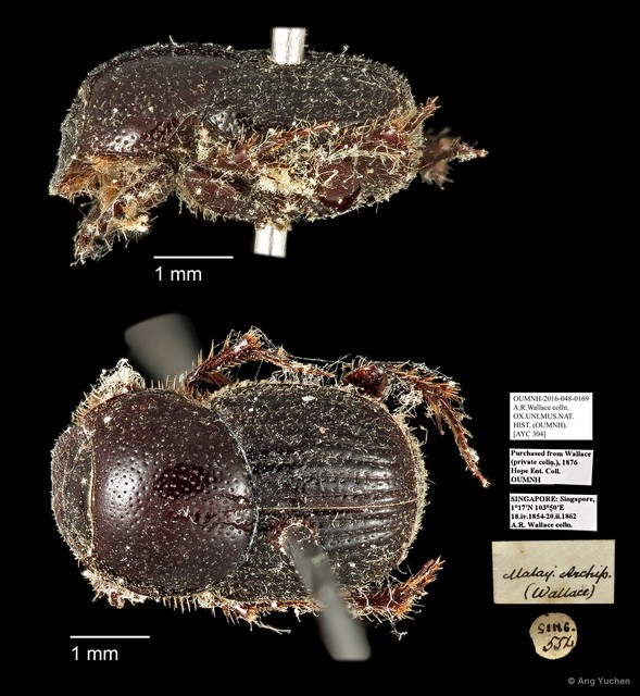 Scarabaeidae sp. "AYC 304" • © Ang Yuchen • All Rights Reserved