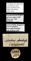Scarabaeidae sp. "AYC 304" • All Rights Reserved Museum Label