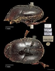 Scarabaeidae sp. "AYC 305" • © Ang Yuchen • All Rights Reserved