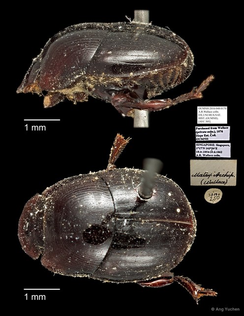 Scarabaeidae sp. "AYC 305" • © Ang Yuchen • All Rights Reserved