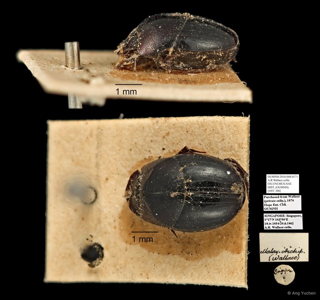 Scarabaeinae sp. "AYC 306" • © Ang Yuchen • All Rights Reserved
