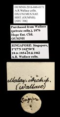 Scarabaeinae sp. "AYC 306" • All Rights Reserved Museum Label