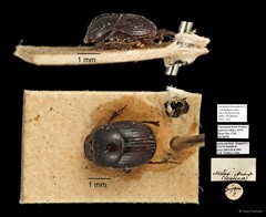 Scarabaeidae sp. "AYC 307" • © Ang Yuchen • All Rights Reserved