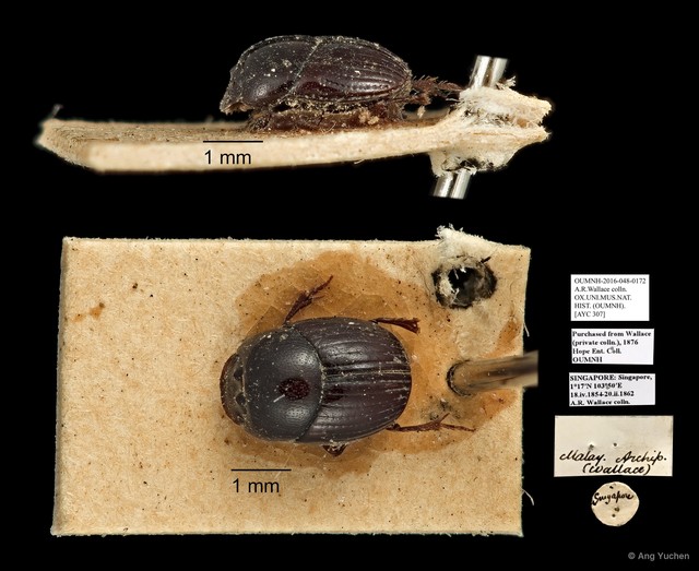 Scarabaeidae sp. "AYC 307" • © Ang Yuchen • All Rights Reserved