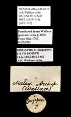 Scarabaeidae sp. "AYC 307" • All Rights Reserved Museum Label
