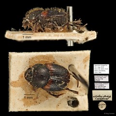 Scarabaeidae sp. "AYC 308" • © Ang Yuchen • All Rights Reserved
