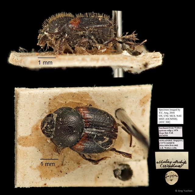 Scarabaeidae sp. "AYC 308" • © Ang Yuchen • All Rights Reserved